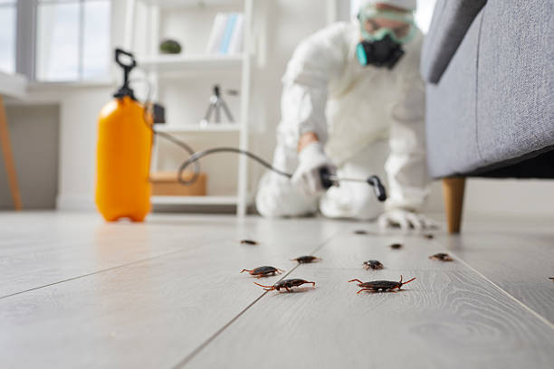 Post-Treatment Bed Bug Interceptor Monitoring in Maypearl